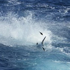 Marlin Mudflaps Lures B.A.T. Teaser